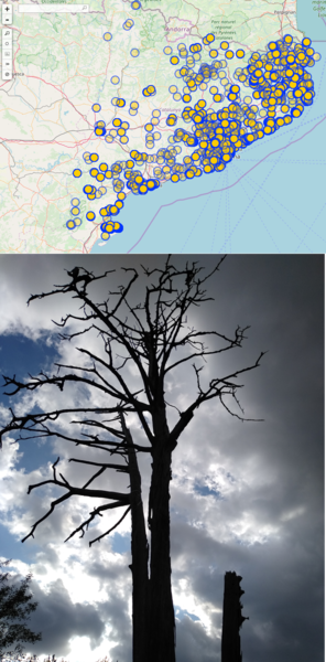 Fitxer:Arbres catalunya.png